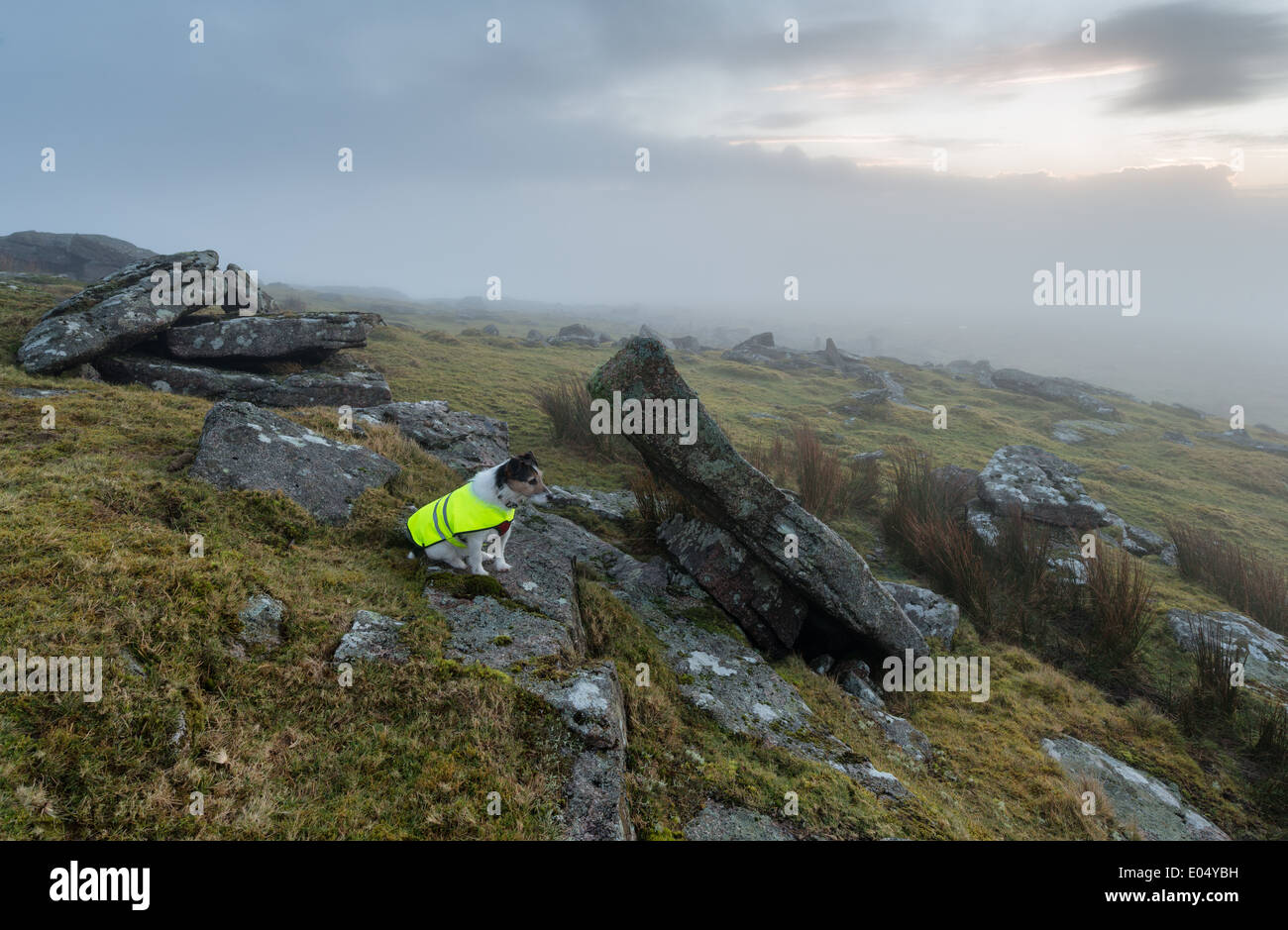 Perro vistiendo de alta visibilidad reflectante día-glo abrigo en la niebla contions adversas Foto de stock