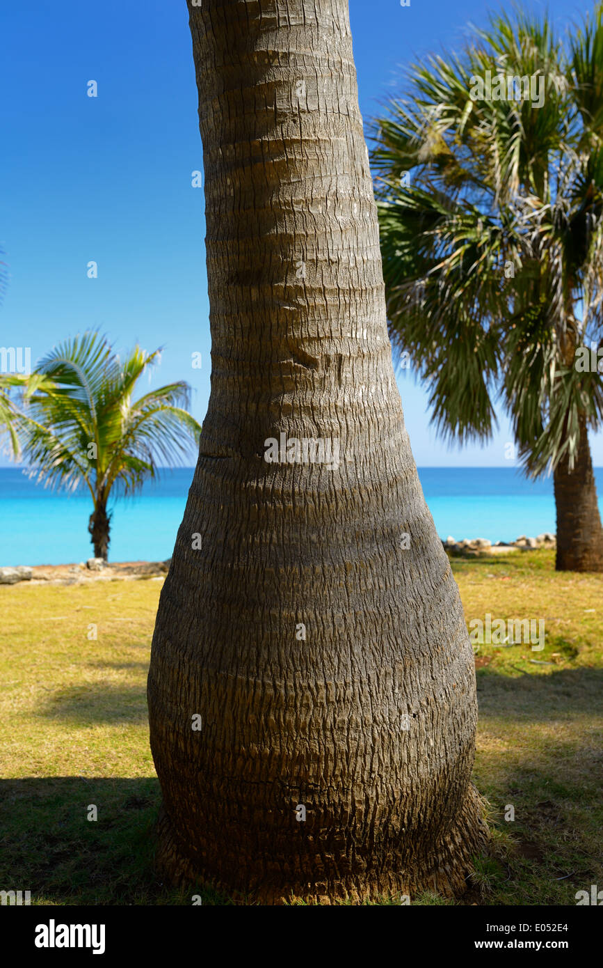 Shapely tronco de palmera de coco en la costa de Varadero, Matanzas Cuba  resort aguas turquesas del océano Atlántico Fotografía de stock - Alamy