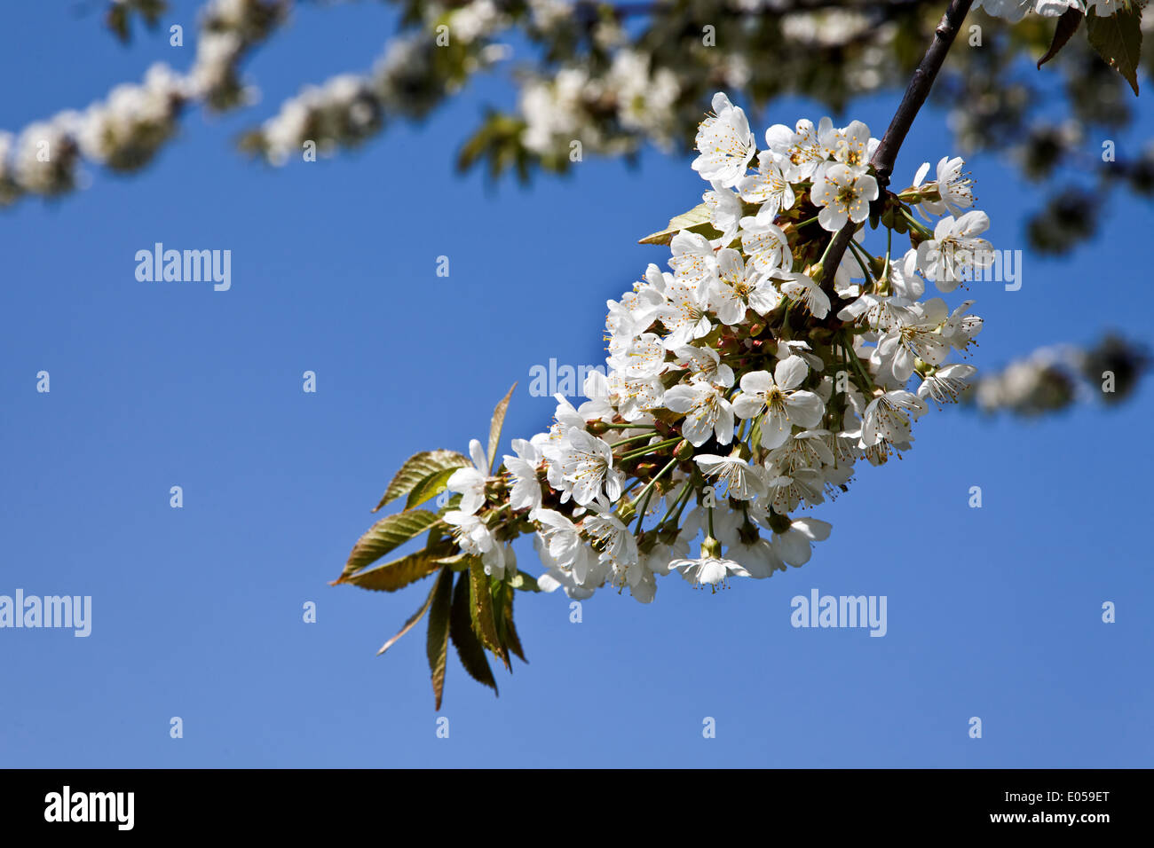 Árbol en la primavera con capullos antes de cielo azul, im Baum mit Blueten blauem Fruehling vor Himmel Foto de stock