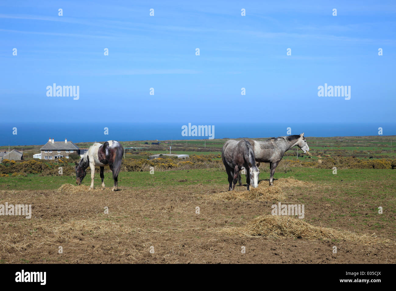Viejos caballos que pastan en los campos de granjas costeras en Cornualles, Inglaterra Foto de stock