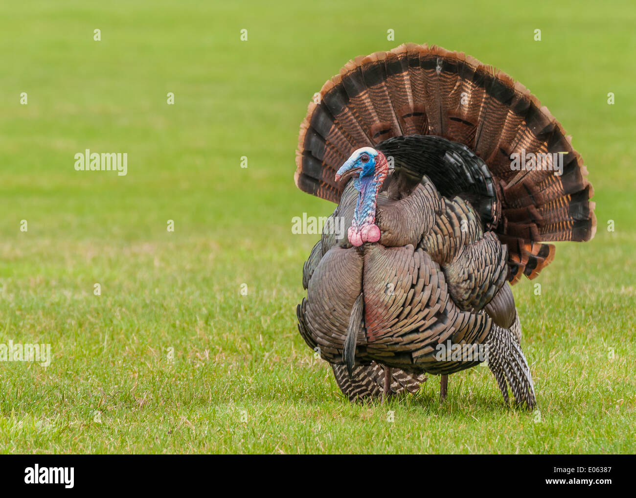 Wild Turkey apostaban por un compañero en la primavera la temporada de apareamiento. Foto de stock
