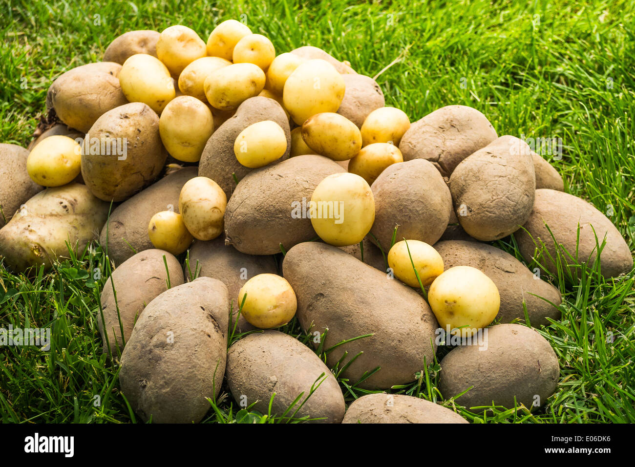 Varía de un montón de patatas sobre el césped. Foto de stock