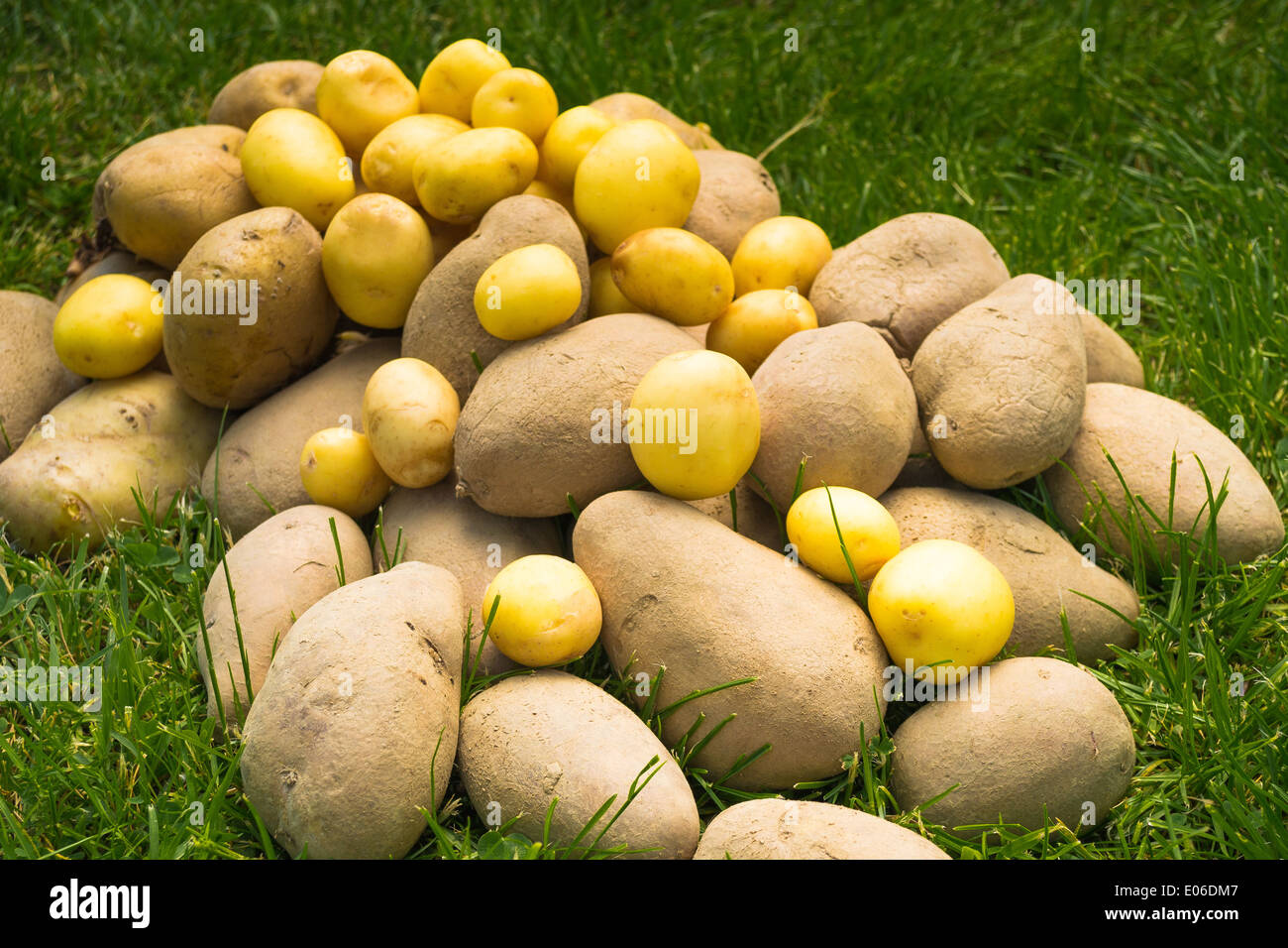 Varía de un montón de patatas sobre el césped. Foto de stock