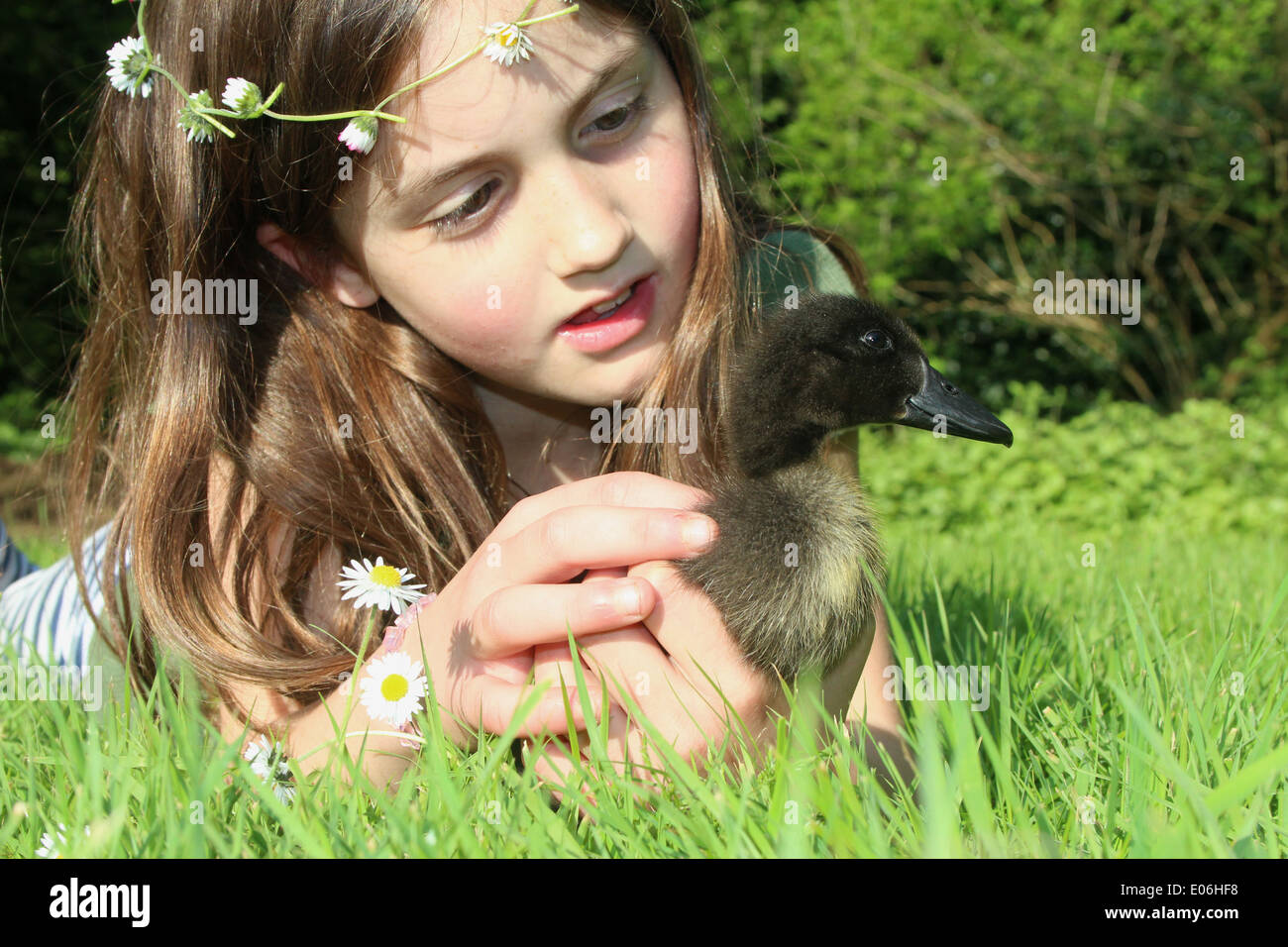 Retrato de muchacha de ocho con una cadena de Margarita con su animal doméstico cayuga patito Anas platyrhynchos domesticus, Reino Unido Foto de stock