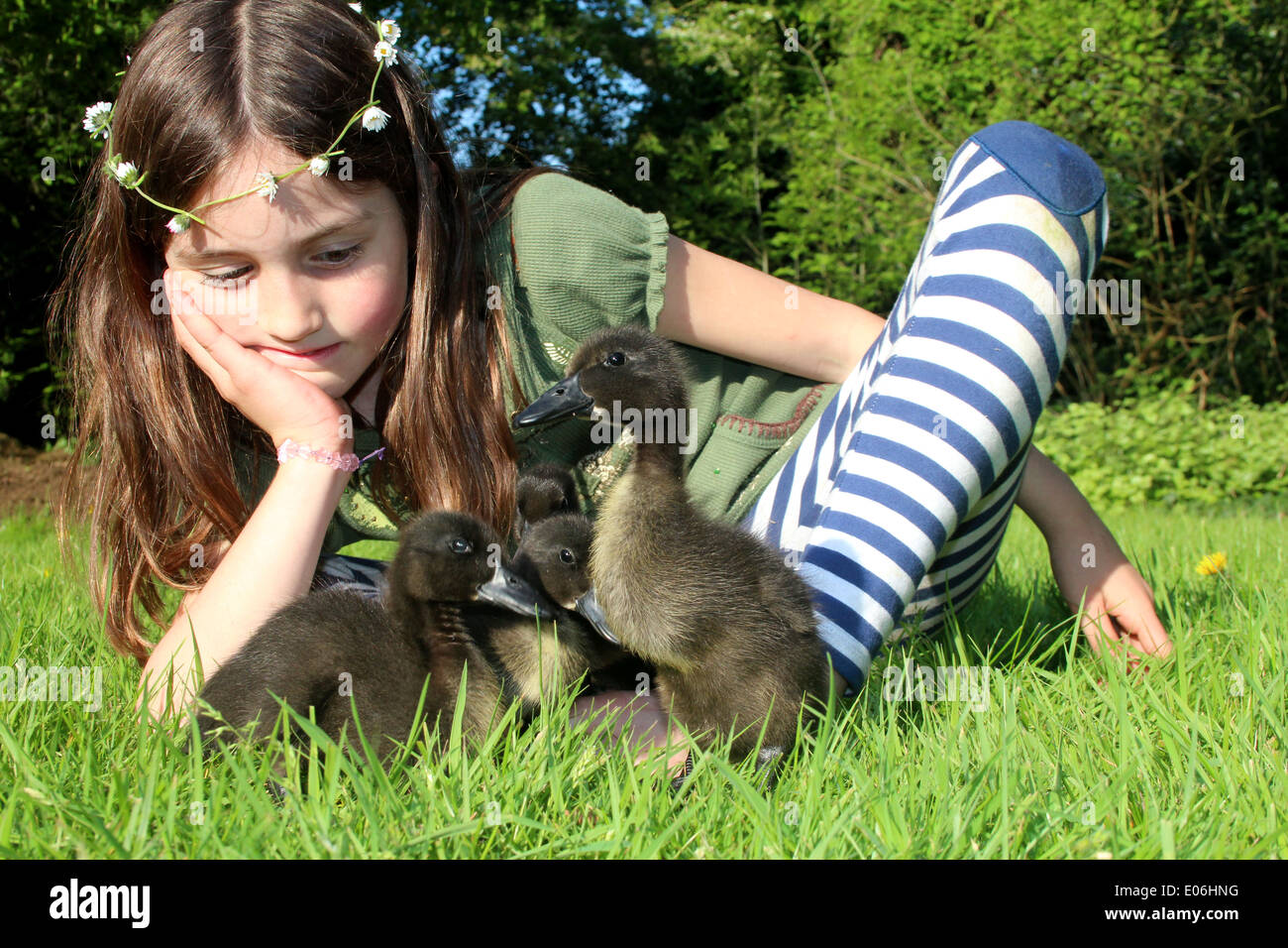 Retrato de niña de ocho con una cadena margarita jugando con su mascota cayuga patos Anas platyrhynchos domesticus, reino unido Foto de stock