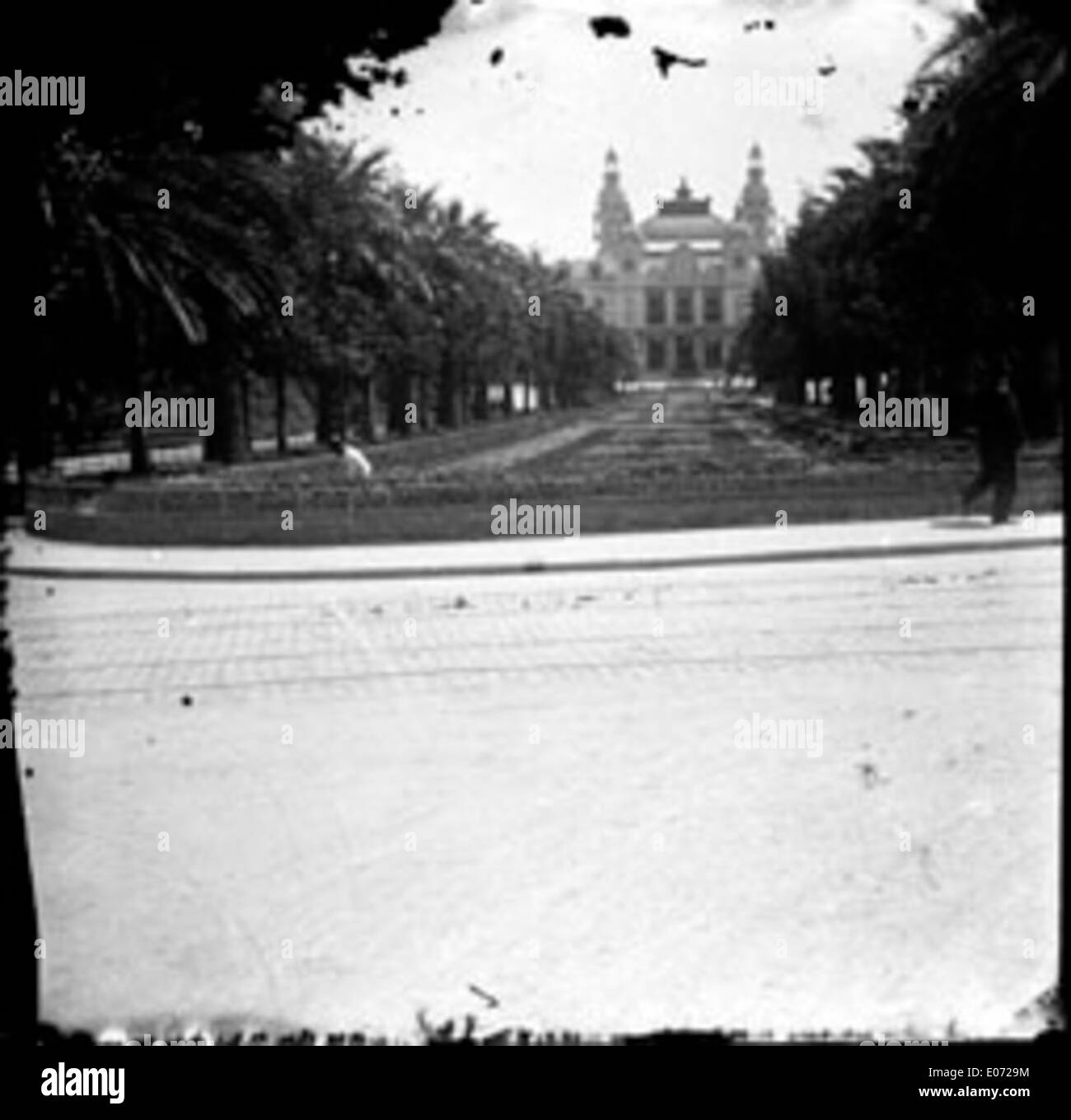 Allée de palmiers, Jardins devant le casino de Monte-Carlo, vers [1905] Foto de stock