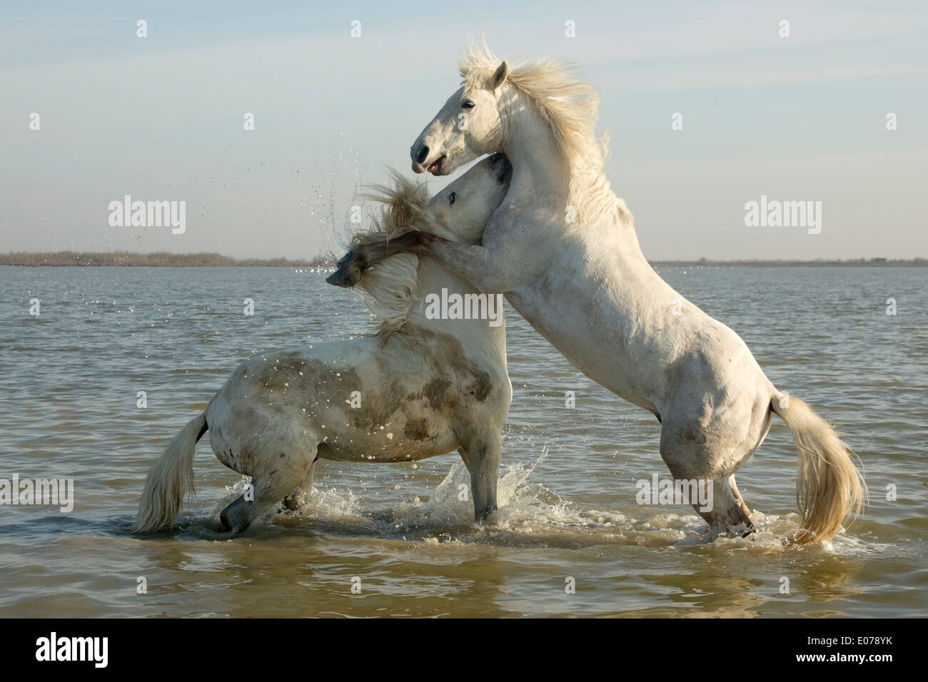 Caballos de Camargue, sementales, sparring en el agua Foto de stock