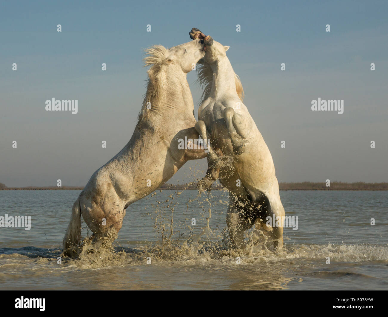 Caballos de Camargue, sementales, sparring en el agua Foto de stock