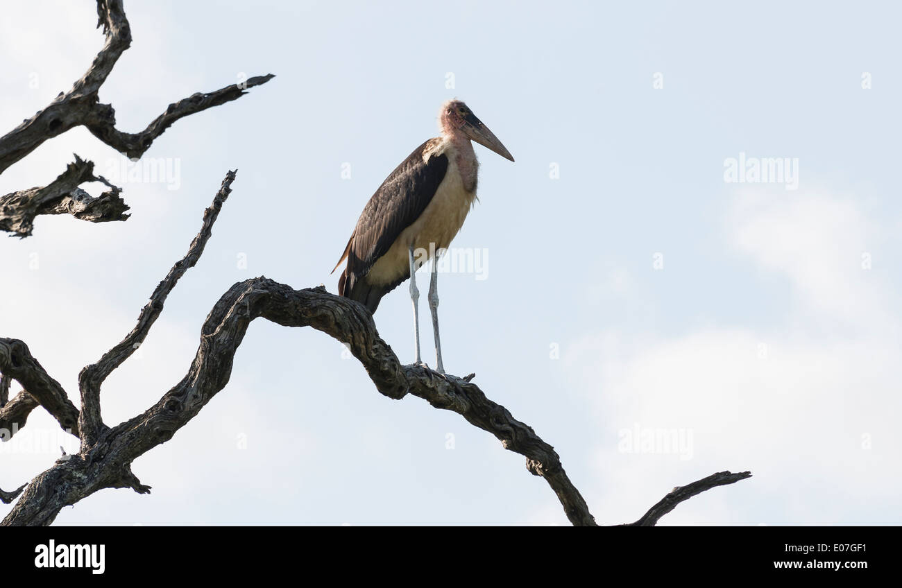 áfrica naturaleza fotografías e imágenes de alta resolución - Alamy