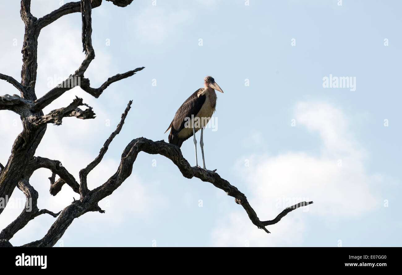 Africa nature fotografías e imágenes de alta resolución - Alamy