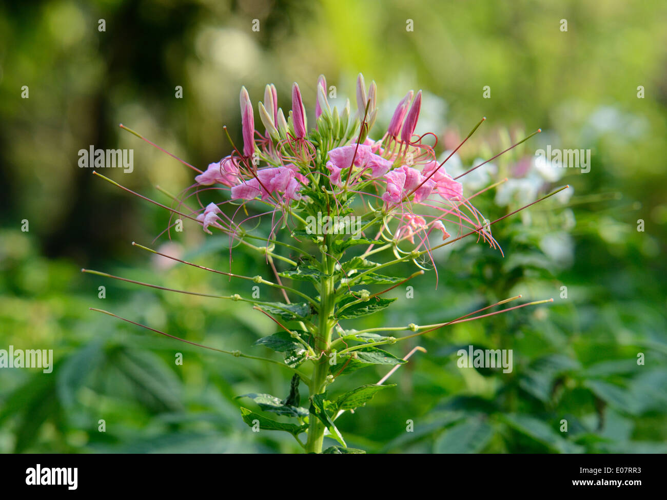Hermosas flores flores de araña (Cleome spinosa) en Thai jardín de flores Foto de stock
