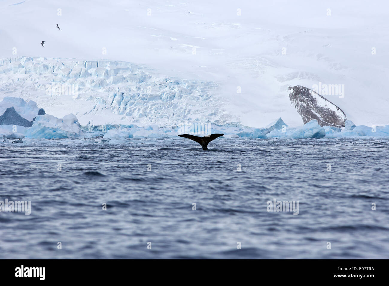 Ballena Jorobada elevando su cola por encima de la superficie de la cierva cove la Antártida Foto de stock