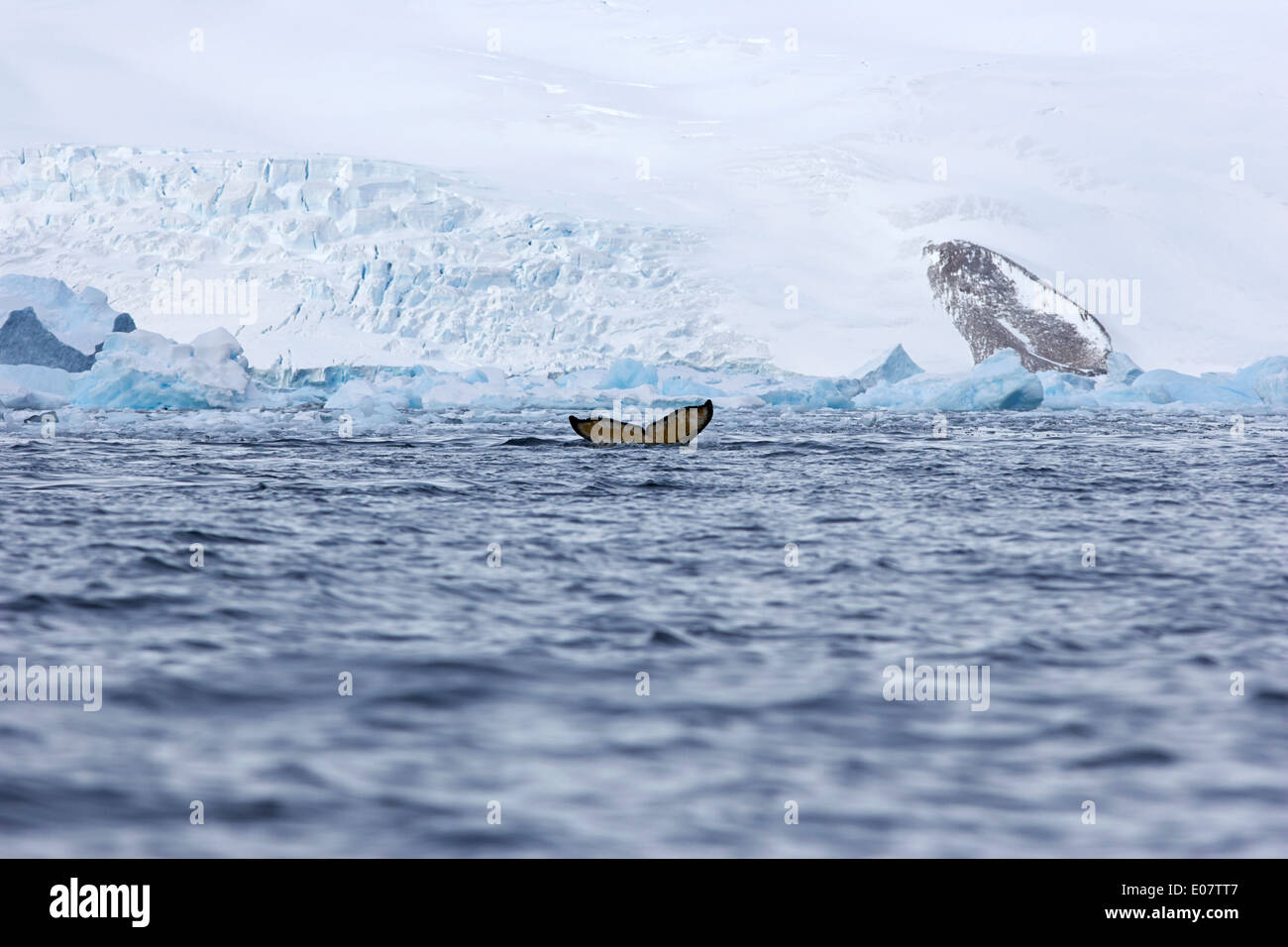 Ballena Jorobada elevando su cola por encima de la superficie de la cierva cove la Antártida Foto de stock
