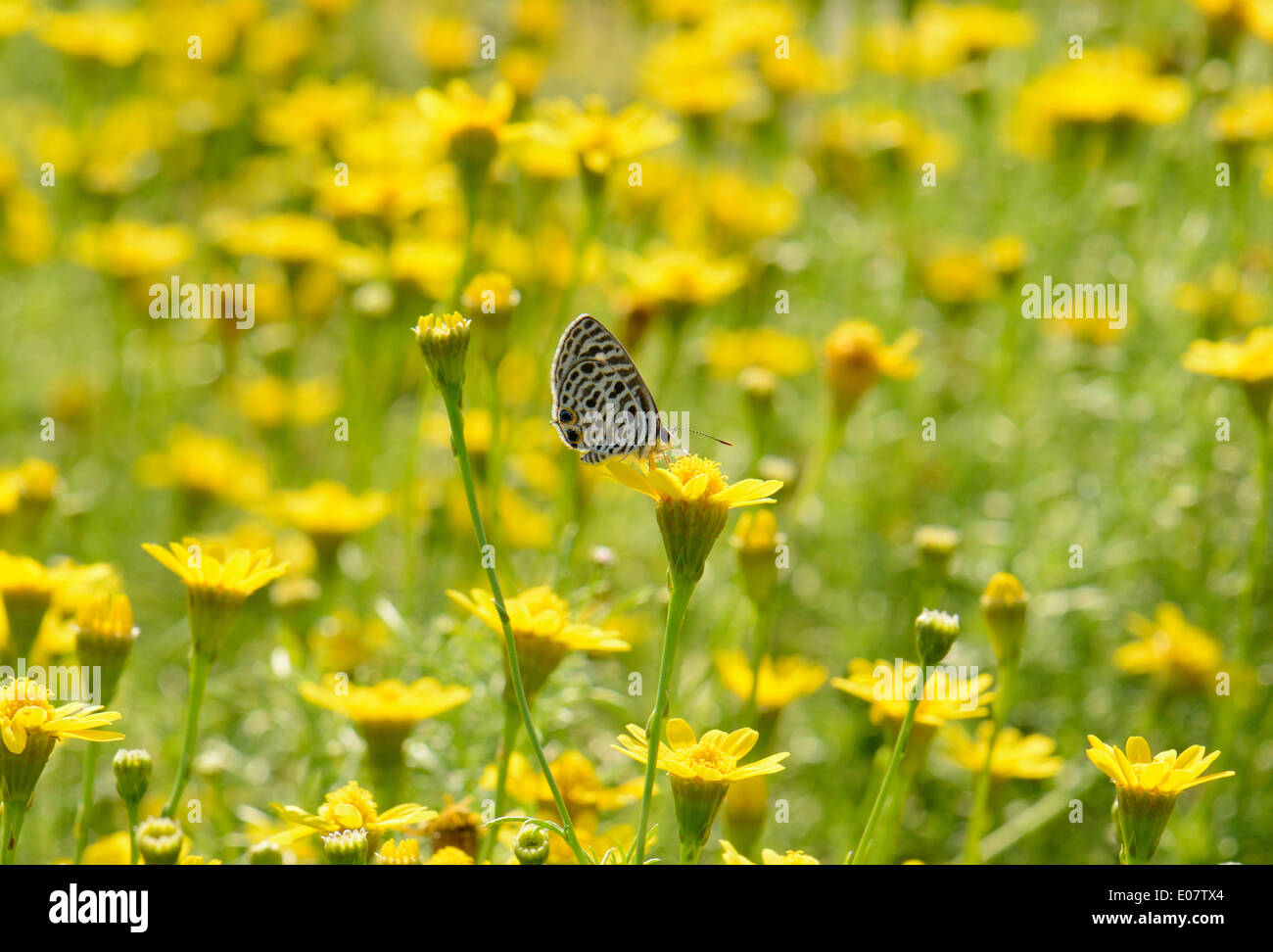 La Cebra de mujer hermosa mariposa azul (Leptotes Plinio) con la mexicana flor aster (Cosmos sulfureus) Foto de stock