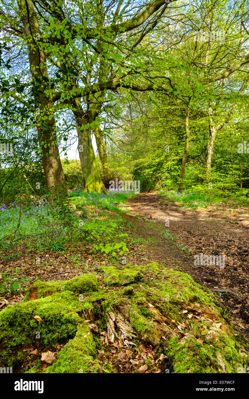 Bluebell Wood en un sendero público cerca, Holmfirth Holme Valley, West Yorkshire, Inglaterra, Reino Unido. Foto de stock