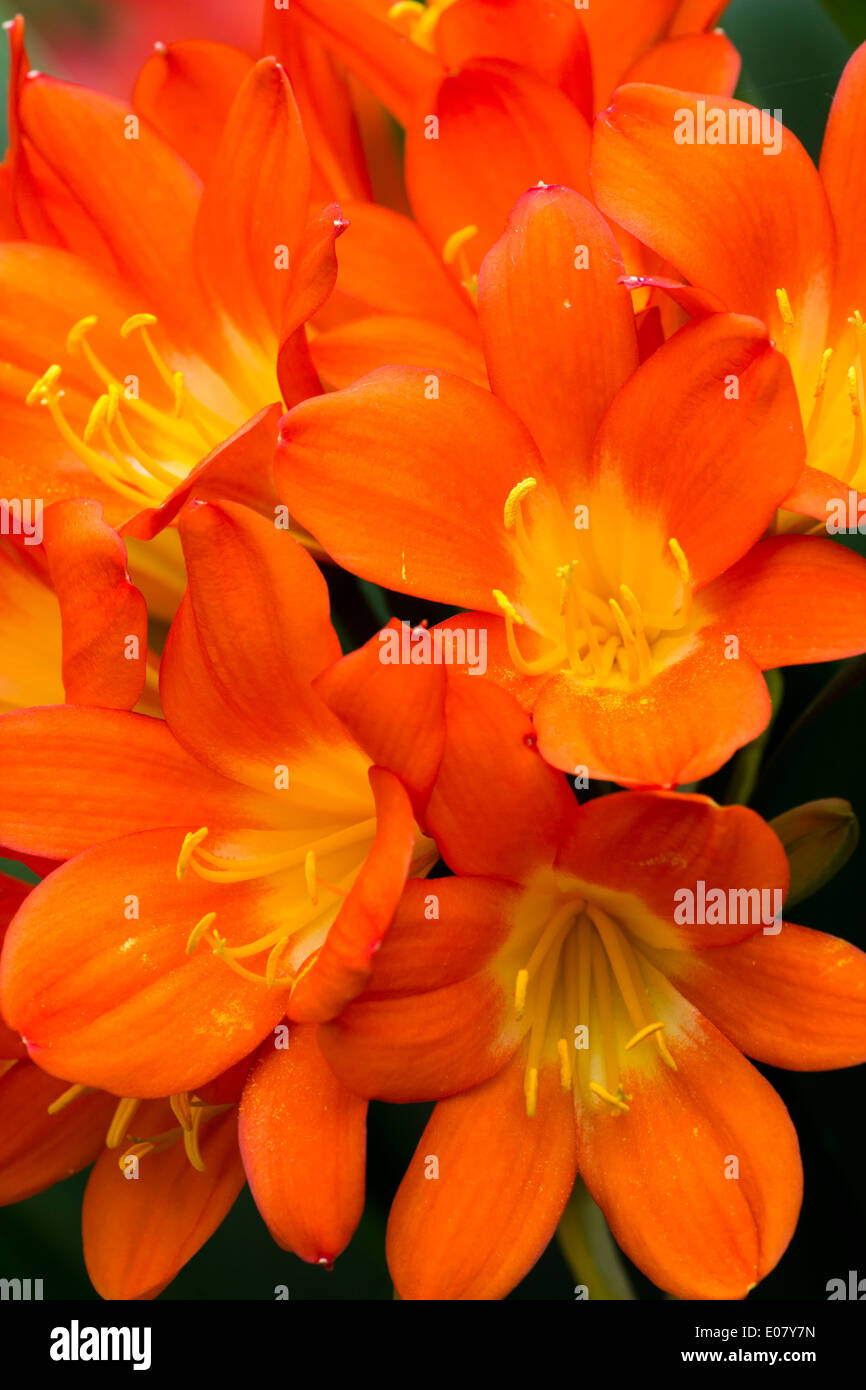 Cerca de las flores de la bombilla, Sudáfrica clivia miniata Foto de stock
