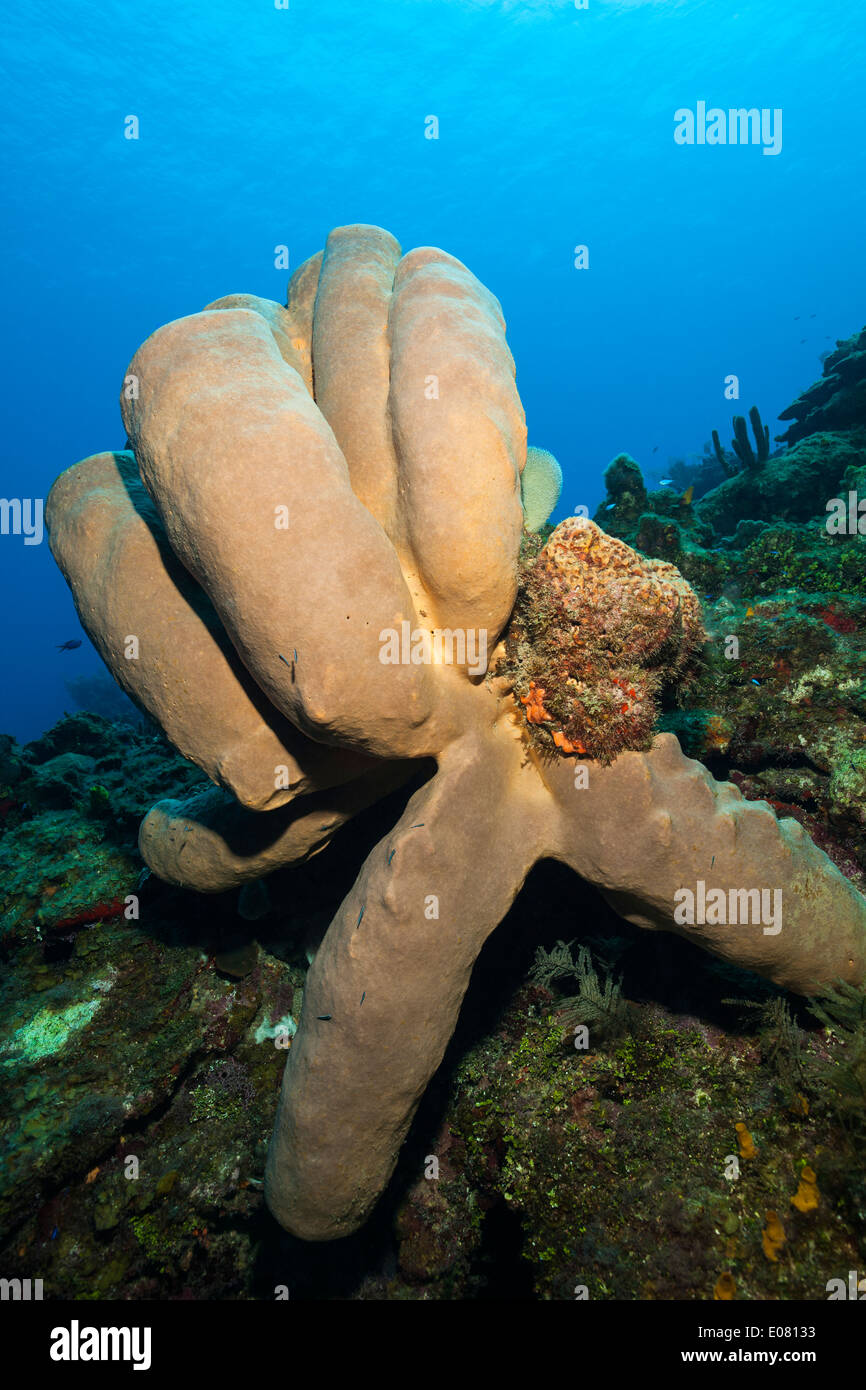 Esponja tubo marrón (Agelas conifera) sobre un arrecife de coral tropical de Roatán, Honduras. Foto de stock