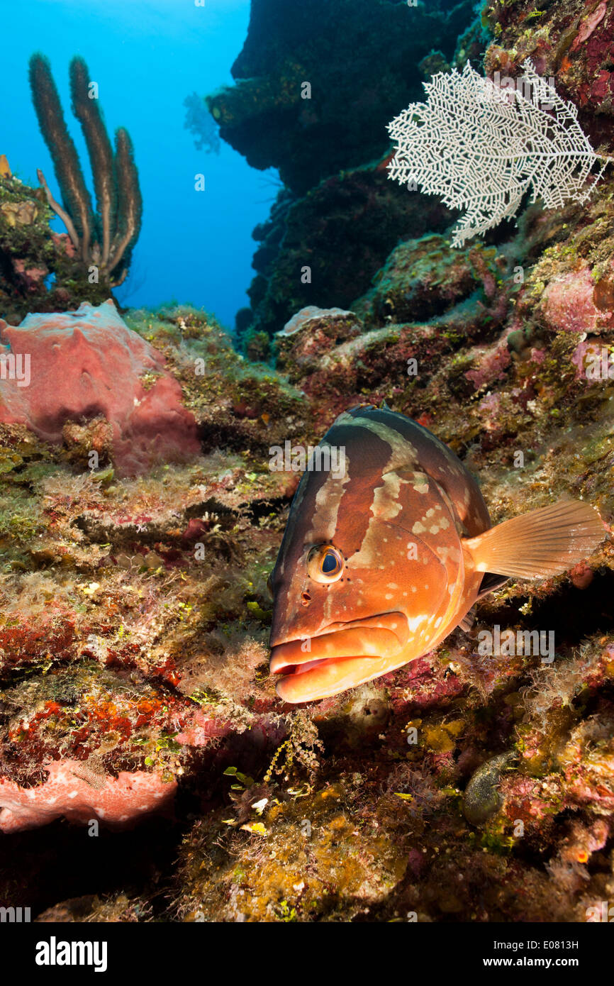 Nassau grouper (Epinephelus striatus) en un arrecife de coral tropical de Roatán, Honduras. Foto de stock