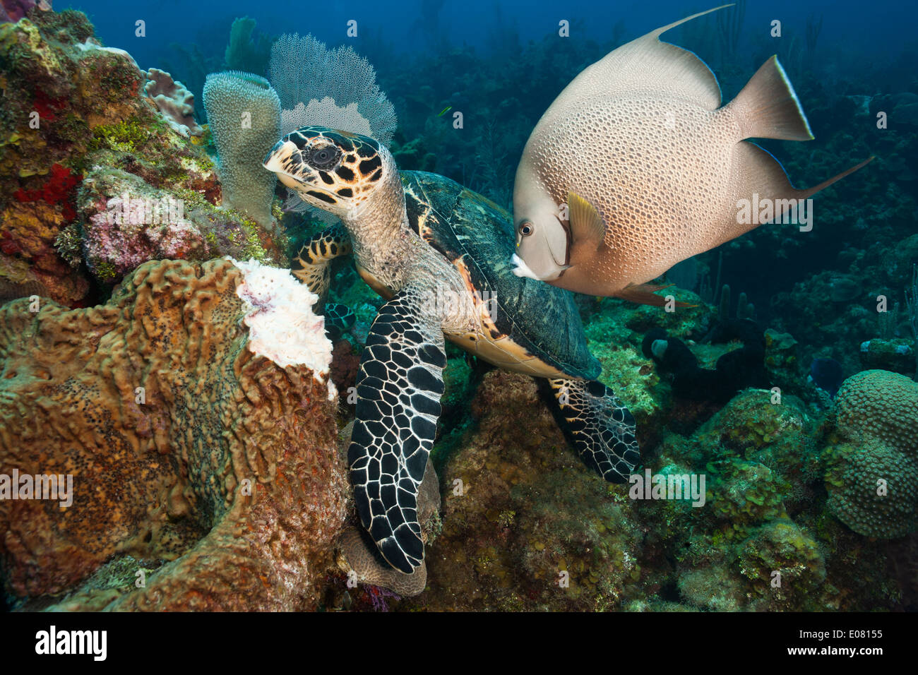 Atlántico de la tortuga carey (Eretmochelys imbricata) alimentándose de una correosa esponja Barril (Geodia neptuni) Foto de stock