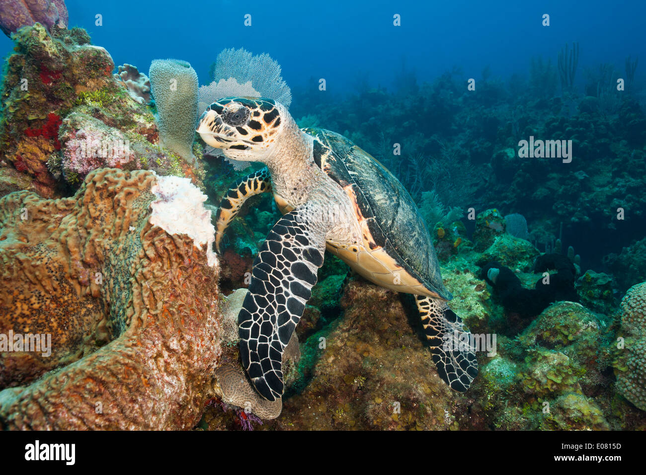 Atlántico de la tortuga carey (Eretmochelys imbricata) alimentándose de una correosa esponja Barril (Geodia neptuni) Foto de stock