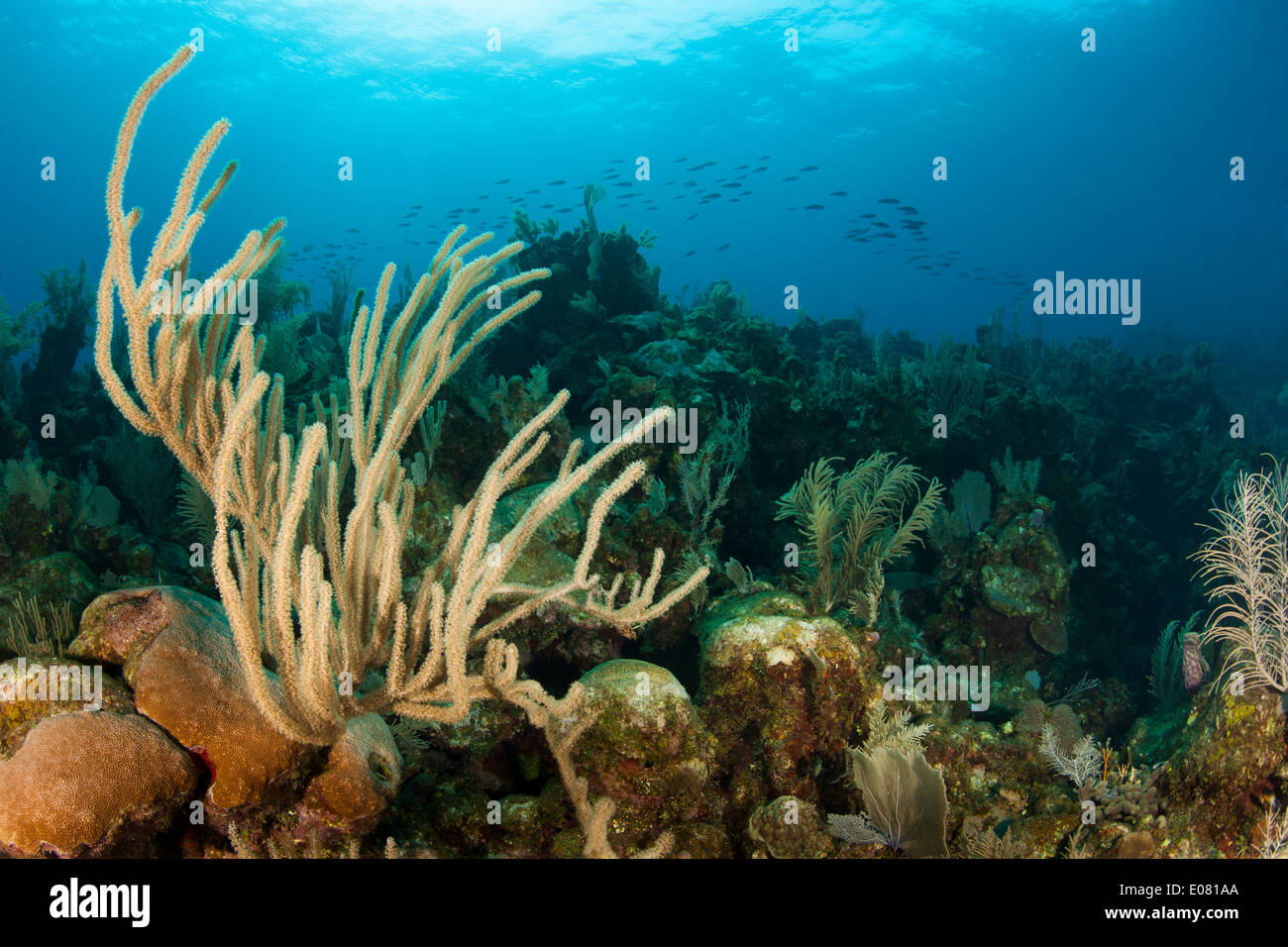 Giant Slit-Mar de poro de varilla (Plexaurella nutans) sobre un arrecife de coral tropical de Roatán, Honduras. Foto de stock