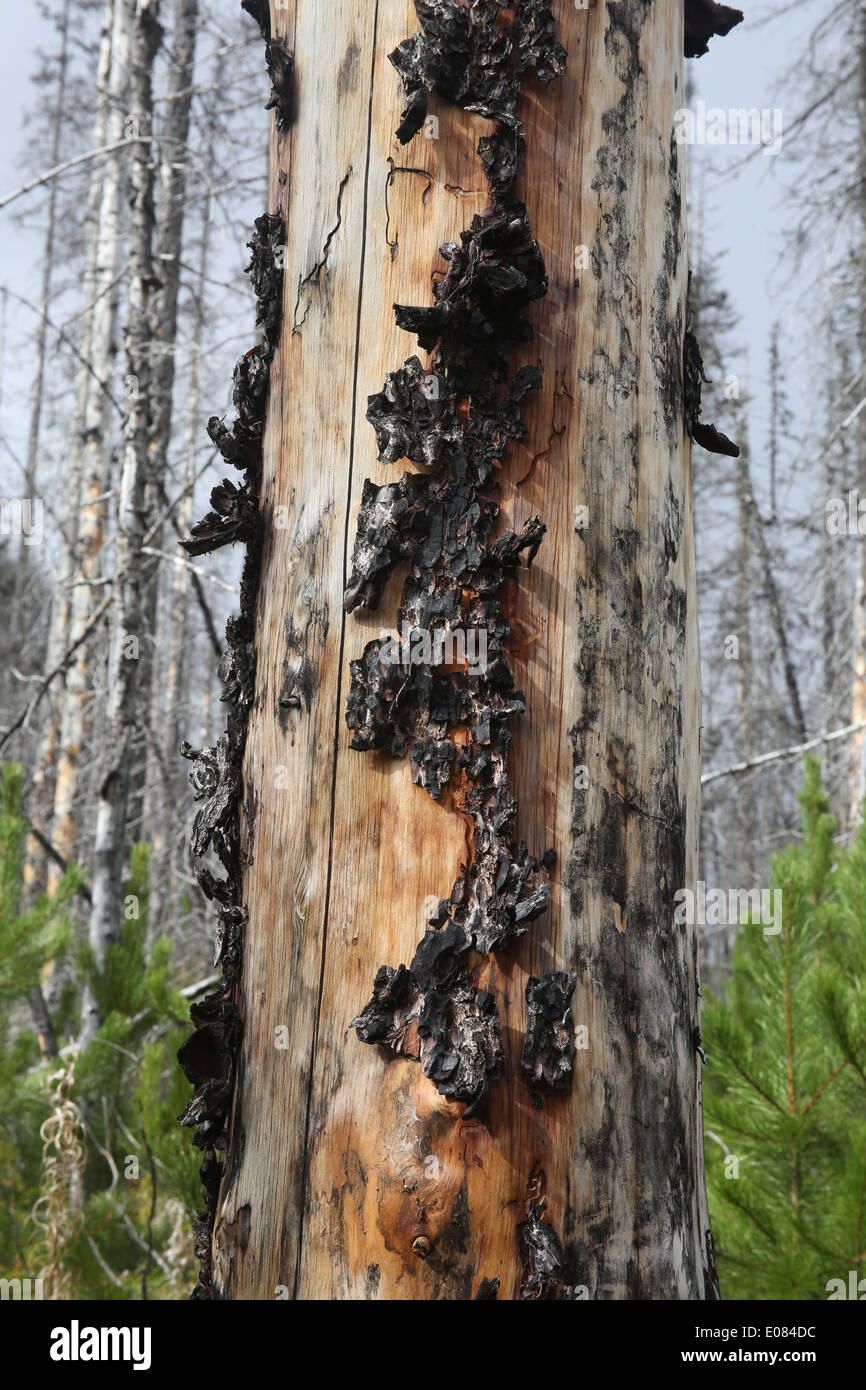 Marcado de árboles a lo largo de las macetas pintadas en el parque nacional Banff Trail Foto de stock