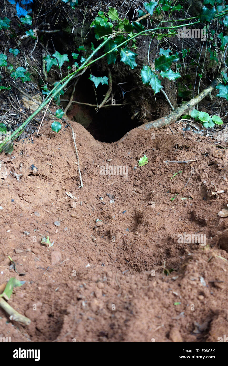 Tejón Meles meles - Pruebas de excavación y sett actividad sobre arena banco de carretera a principios de la primavera - Activa la excavación Foto de stock