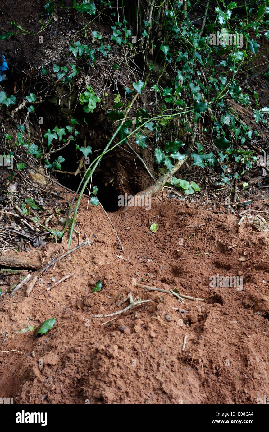 Tejón Meles meles - Pruebas de excavación y sett actividad sobre arena banco de carretera a principios de la primavera Foto de stock
