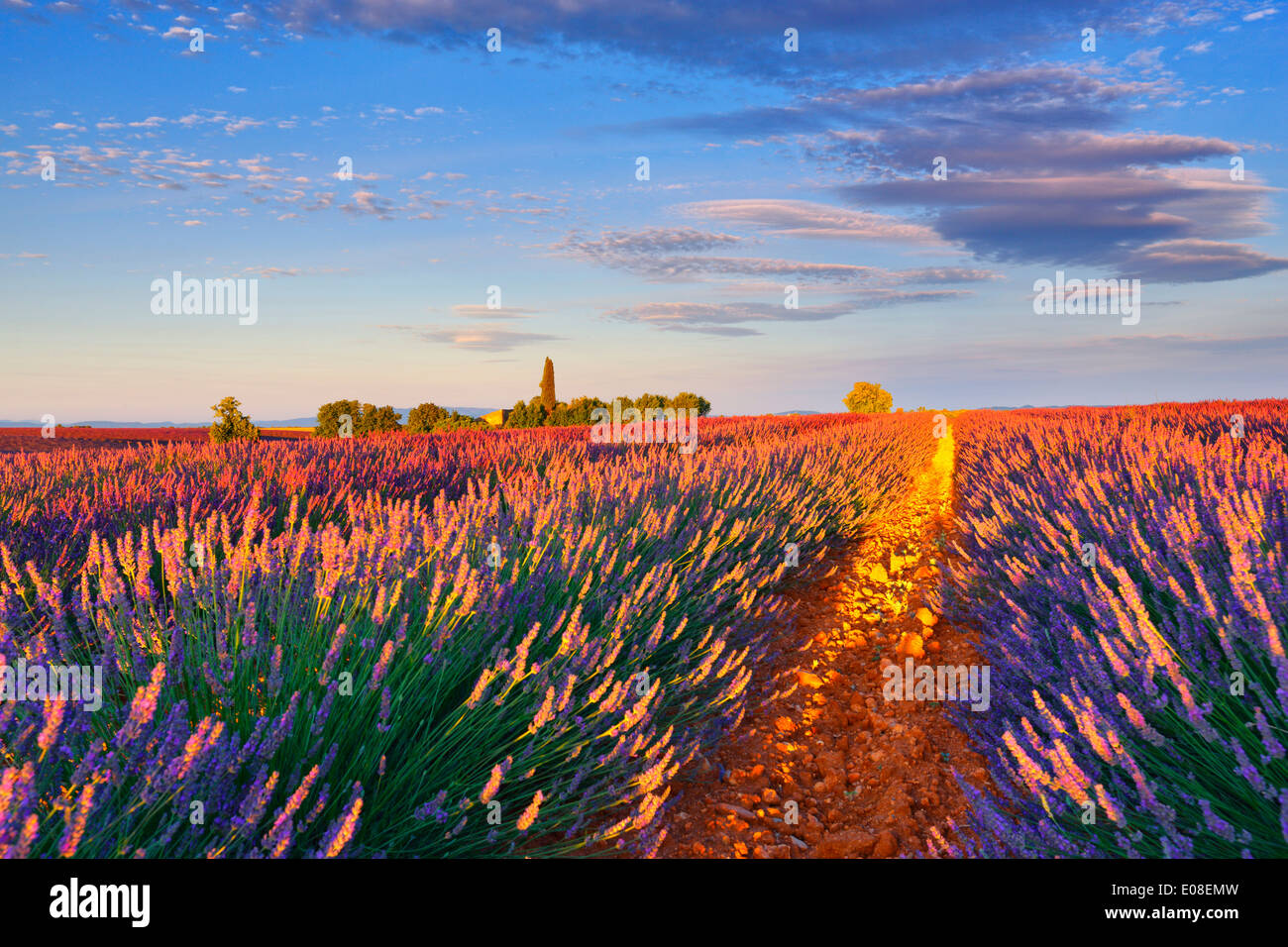 Campos de lavanda en la mañana. Valensole, Provenza - Francia. Foto de stock