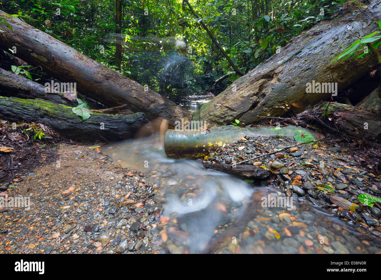 Ula Temburong National Park, Brunei, Borneo, en el sudeste de Asia, Asia Foto de stock