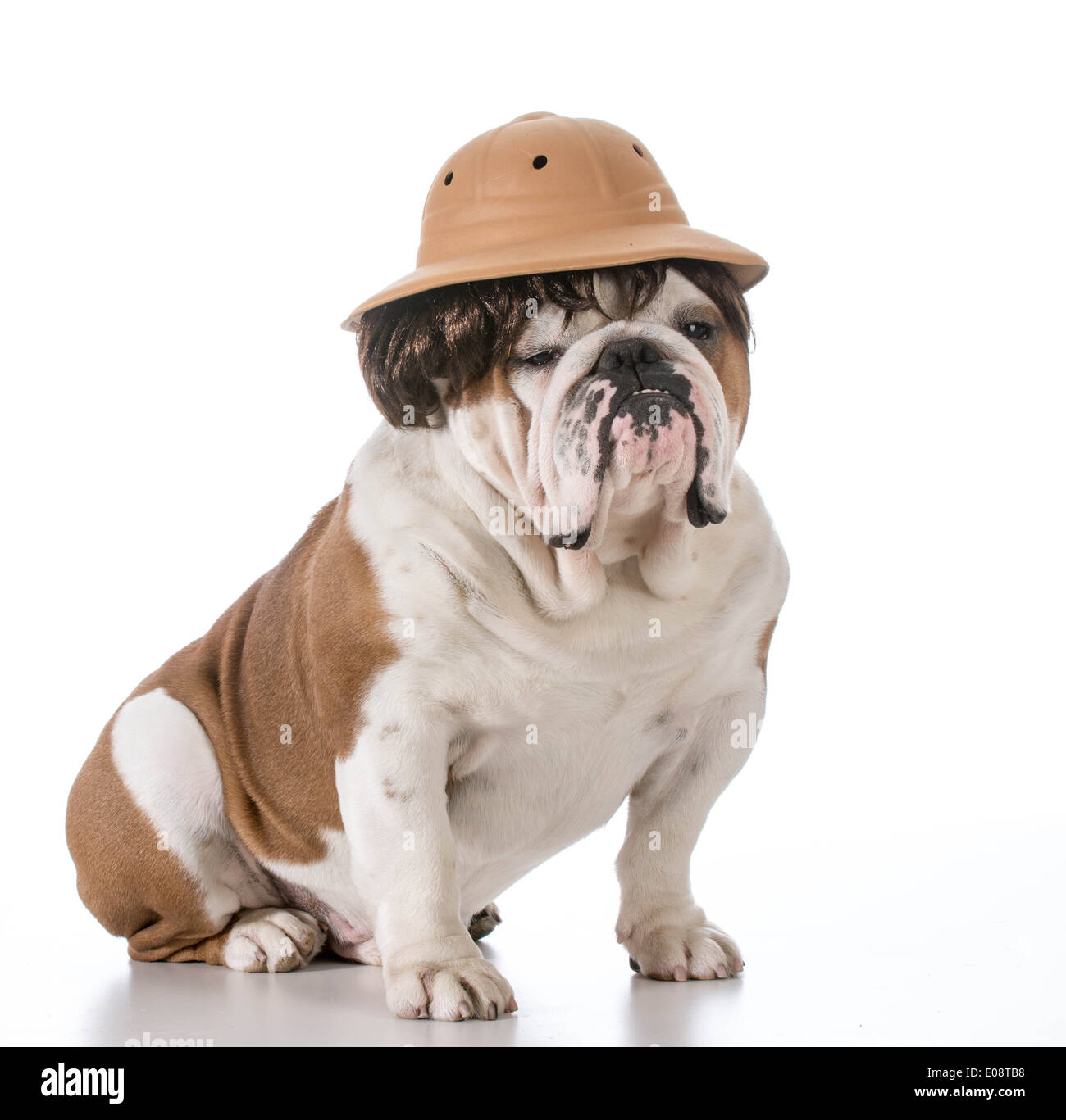 Bulldog Inglés usando safari sombrero y peluca Fotografía de stock - Alamy