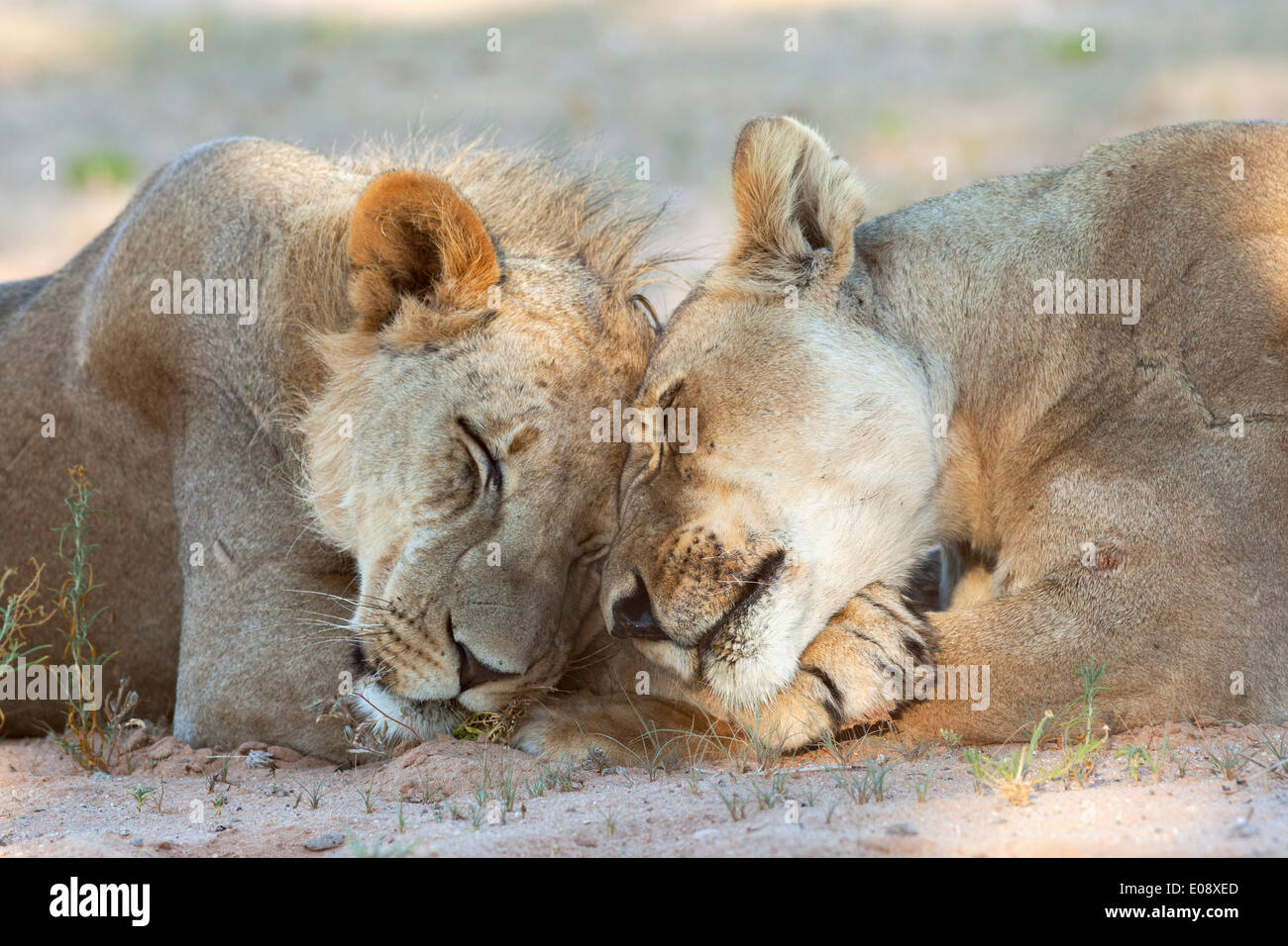 León (Panthera leo), orgullo miembros descansando, el Parque Transfronterizo Kgalagadi, Northern Cape, Sudáfrica, febrero de 2014 Foto de stock