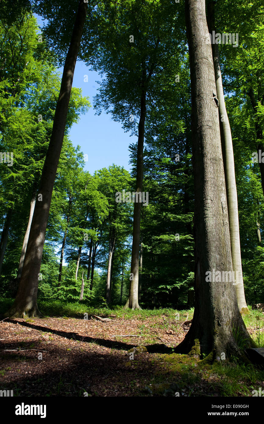 El bosque de Sonian, Foret de Soignes, o Zoniënwoud, 11.000 hectáreas de bosques al sureste de Bruselas. Foto de stock