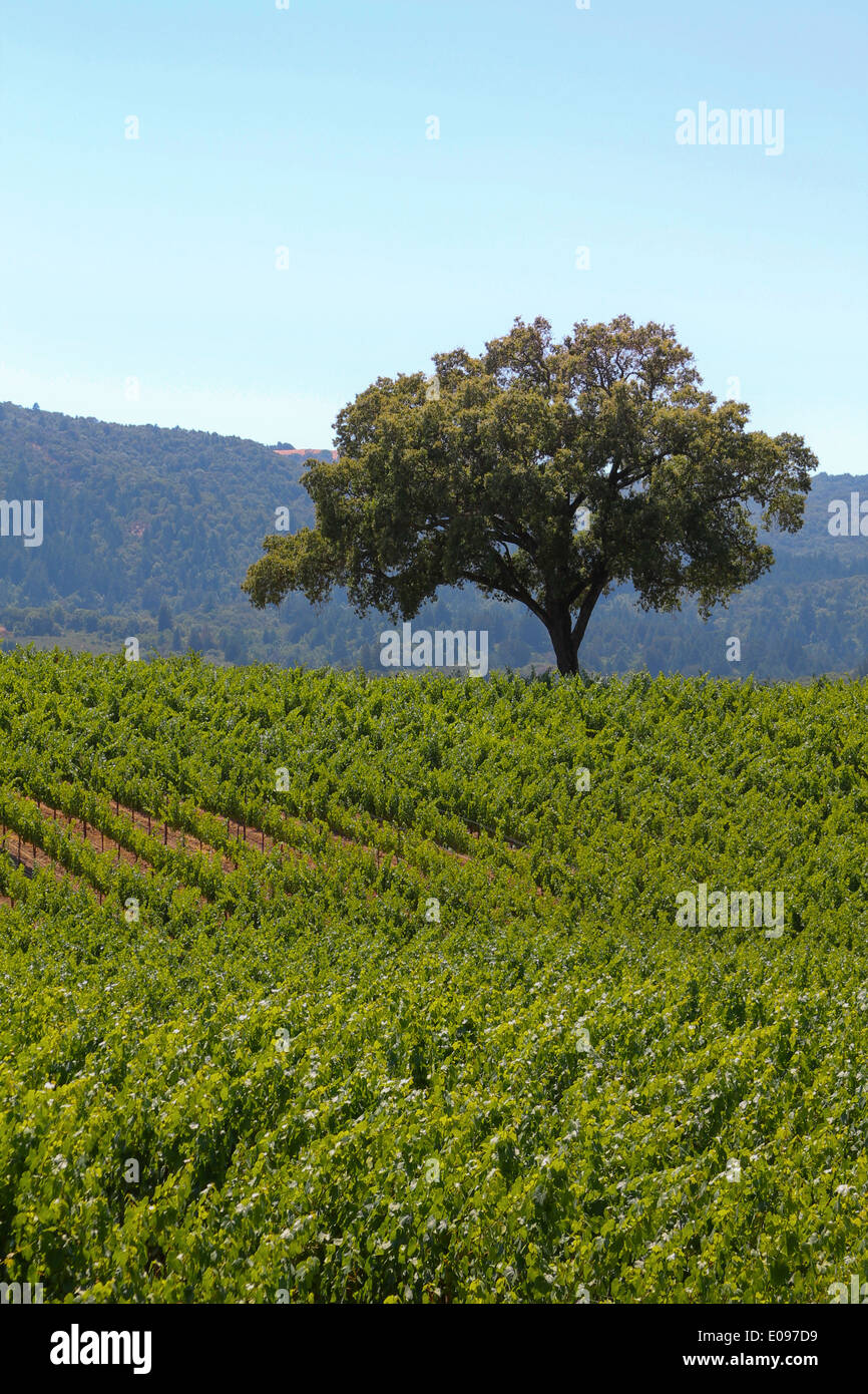 Solo Oak y los viñedos de California Foto de stock