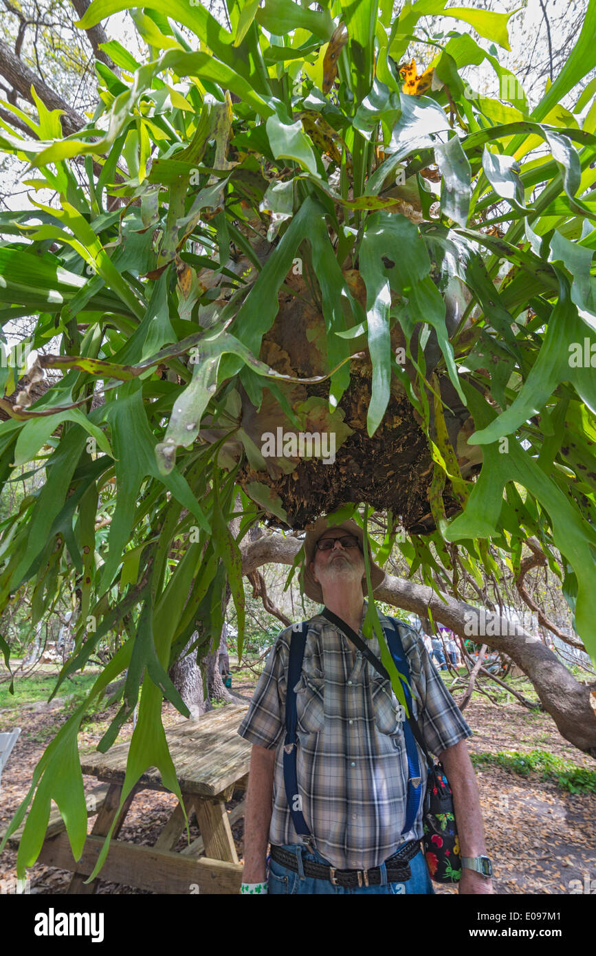 Festival de jardín en Gainesville, la Florida. Hombre mirando hacia