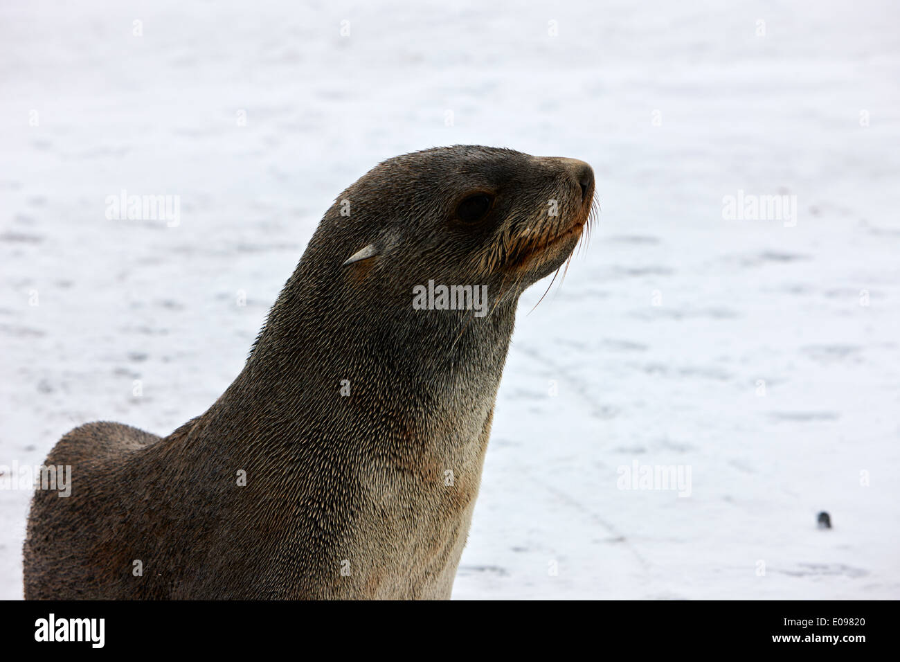 Hannah Point lobos juveniles la Antártida Foto de stock