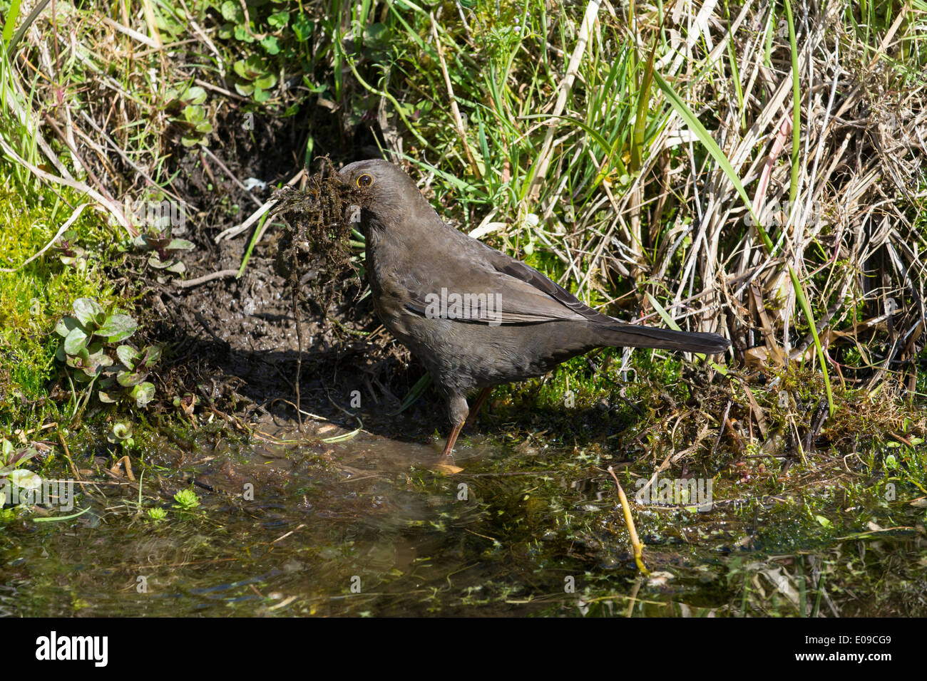 Mirlo hembra, Turdus merula, recopilando material nido junto al estanque de jardín, Abril. Foto de stock