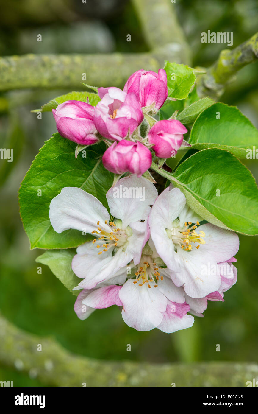 " Bramley Apple Blossom'. Foto de stock