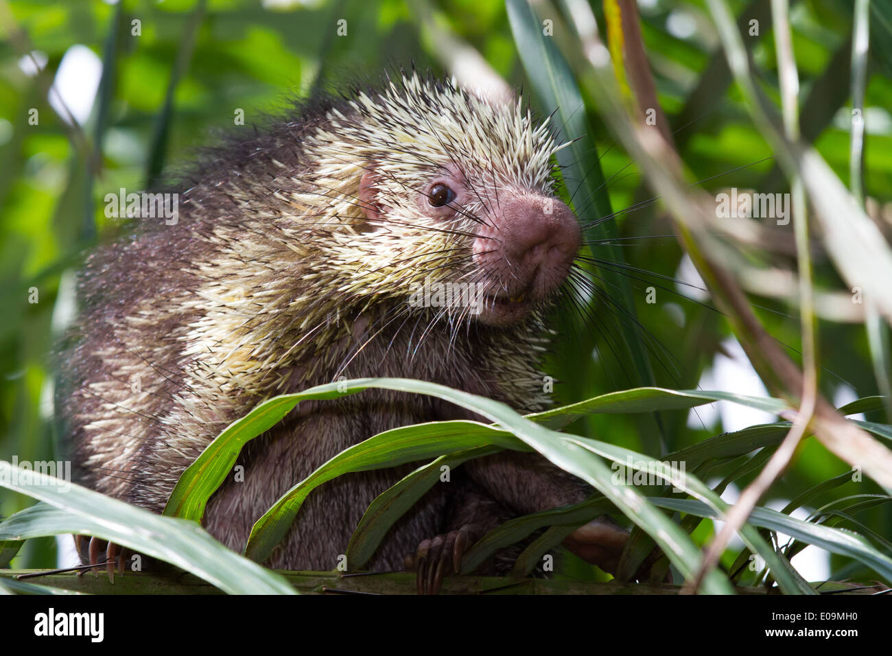 Enano peludo mexicano puercoespín (Sphiggurus mexicanus) Foto de stock