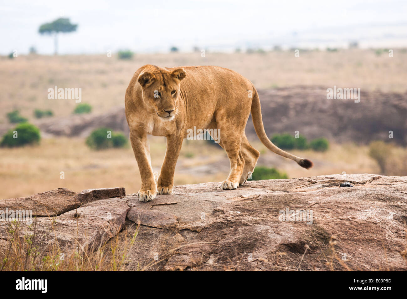 León (Panthera leo) fotografiado en Tanzania Foto de stock