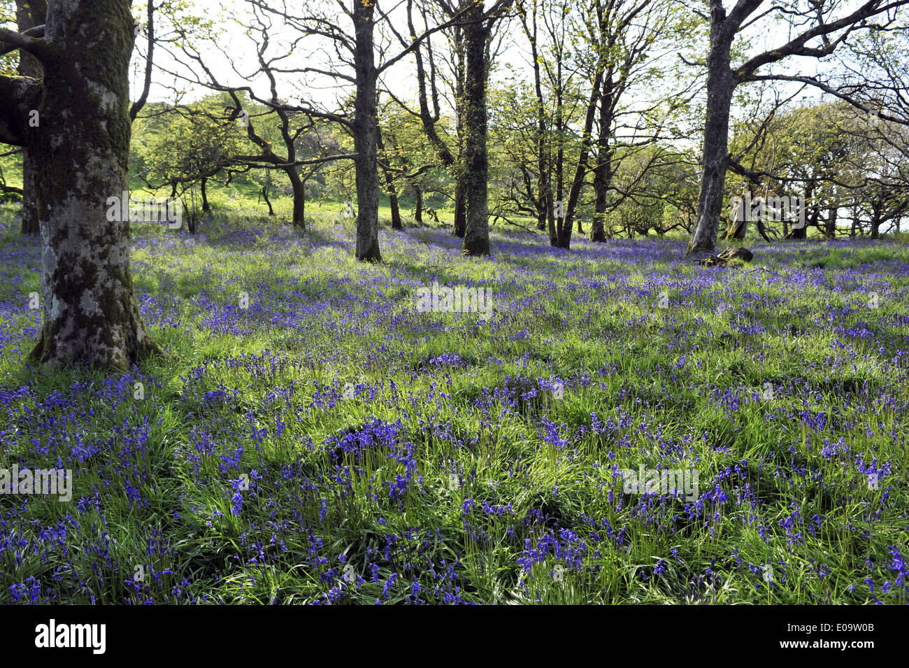 Bluebell wood en Ashley Chase, Dorset, Inglaterra Foto de stock
