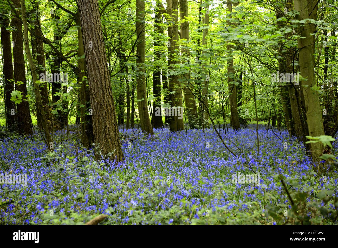 Un bluebell wood en Oxfordshire, Inglaterra a principios de verano Foto de stock