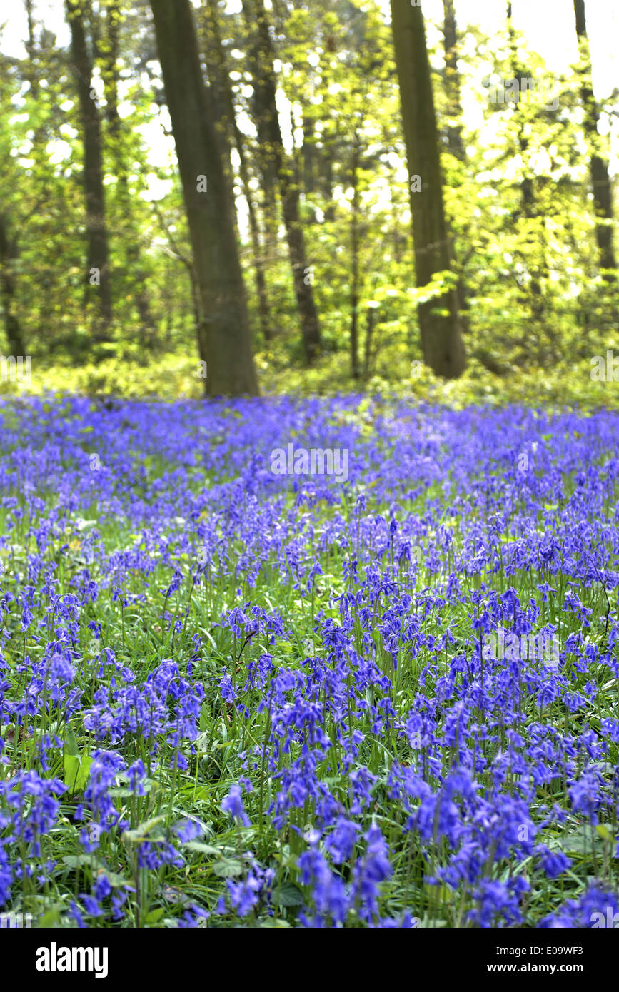 Un bluebell wood en Oxfordshire, Inglaterra a principios de verano Foto de stock