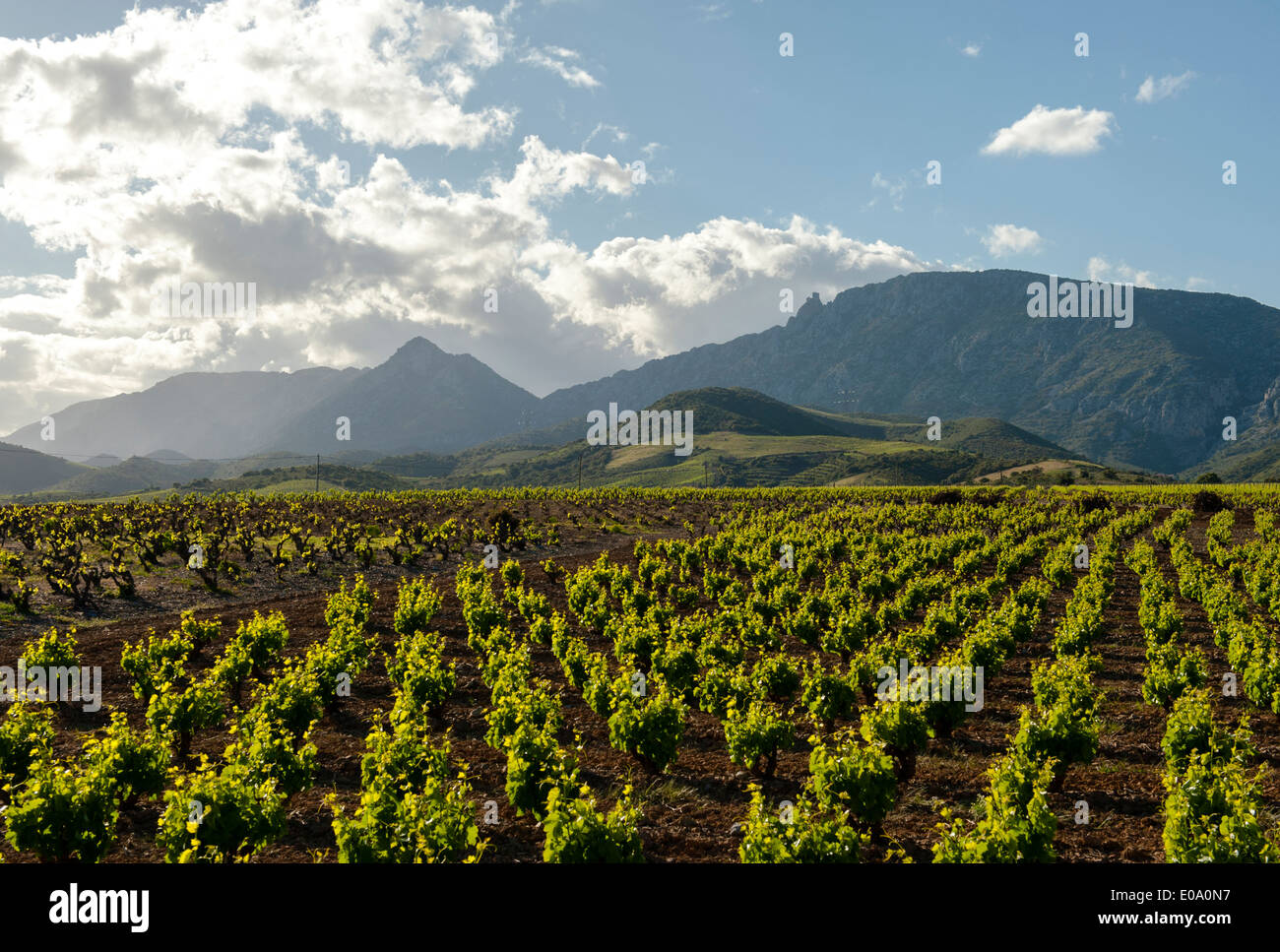 Viñedos viejos en Maury, AOC en el valle vinícola Fenouillèdes, Languedoc-Roussillon, Francia Foto de stock