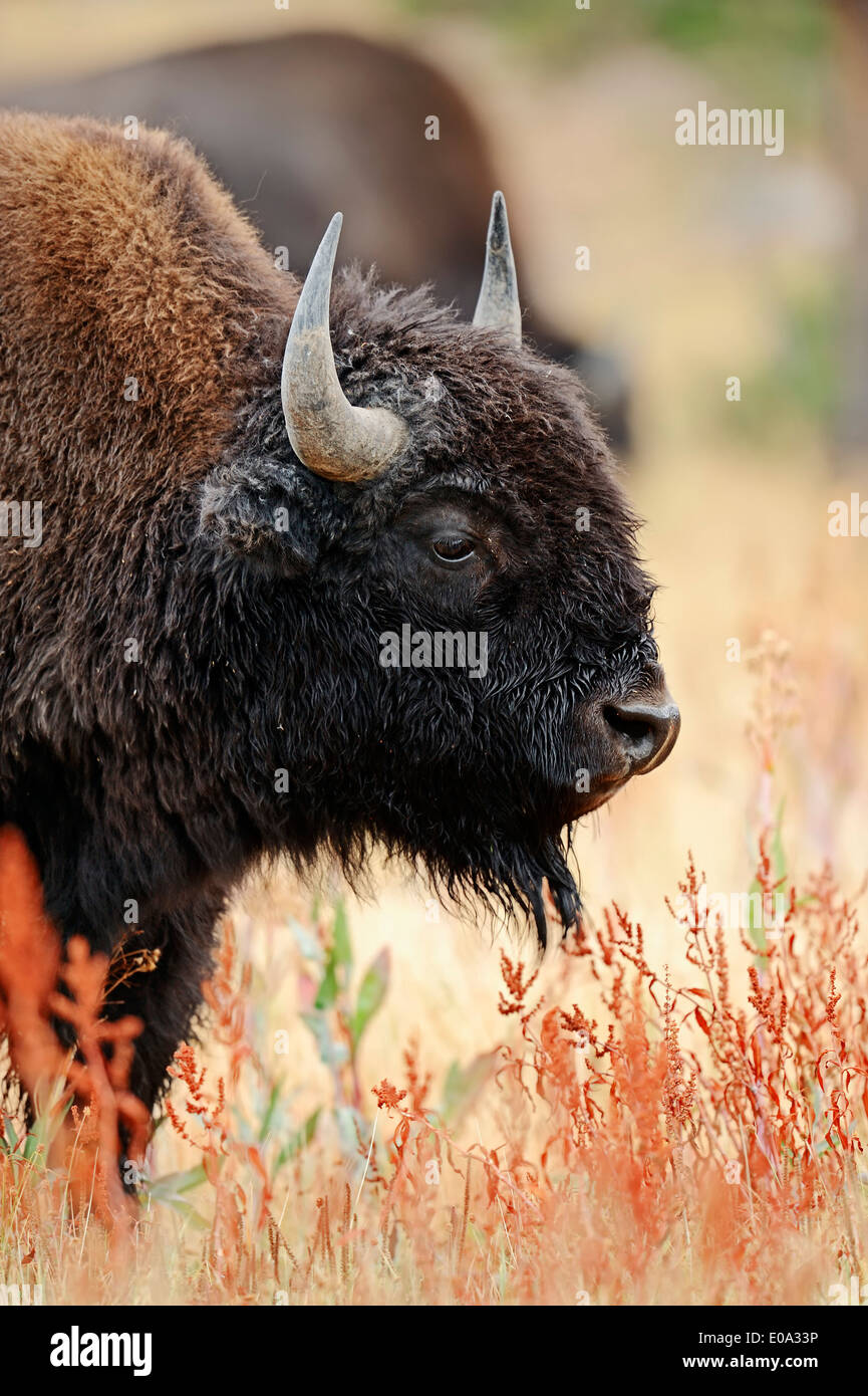 Bisontes americanos o American Buffalo (Bison bison), el Parque Nacional Yellowstone, Wyoming, EE.UU. Foto de stock