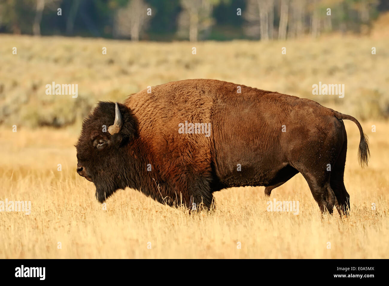 Bisontes americanos o American Buffalo (Bison bison), macho, el Parque Nacional Yellowstone, Wyoming, EE.UU. Foto de stock
