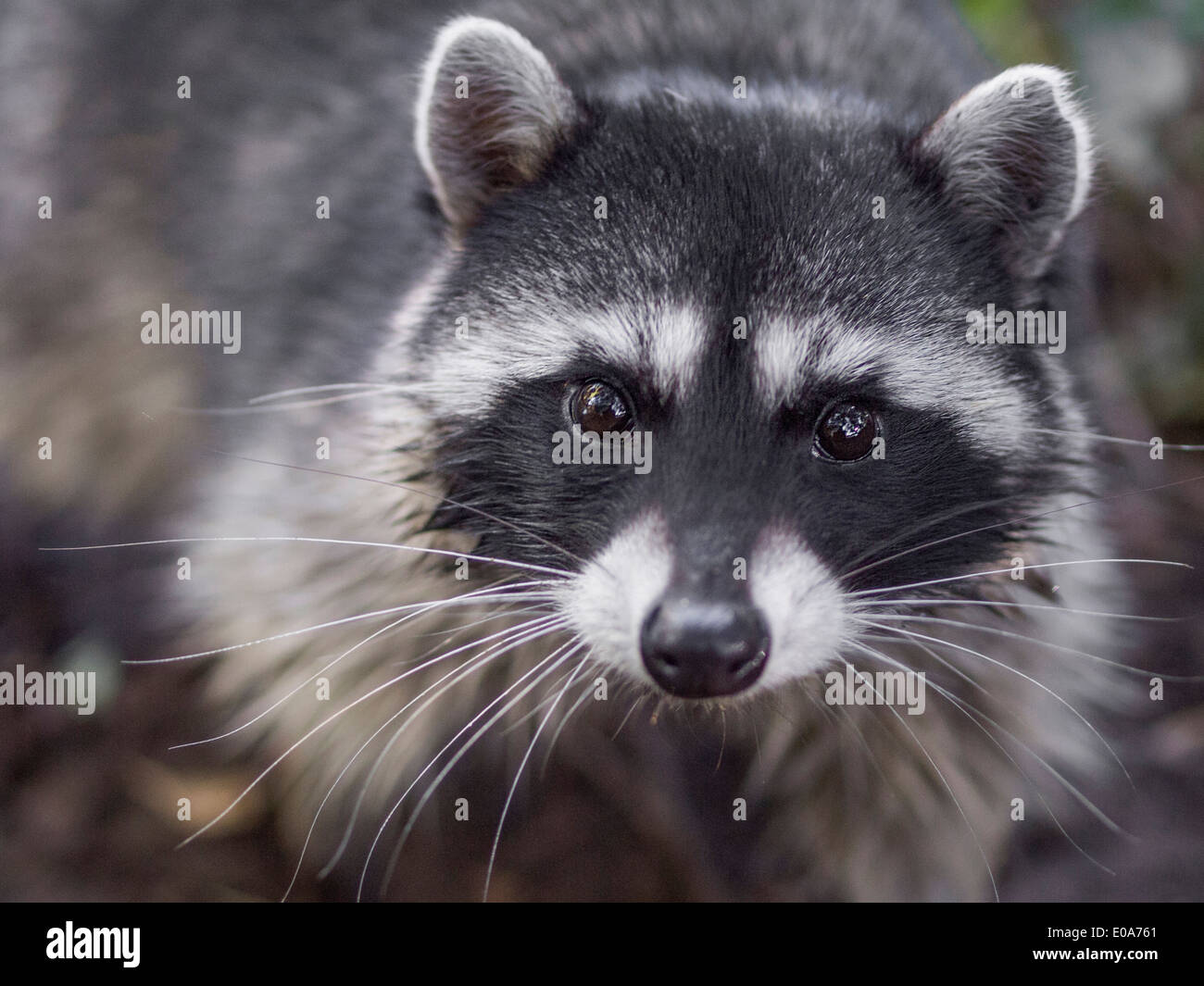 Retrato de mapache, Procyon lotor, San Francisco, California, EE.UU. Foto de stock