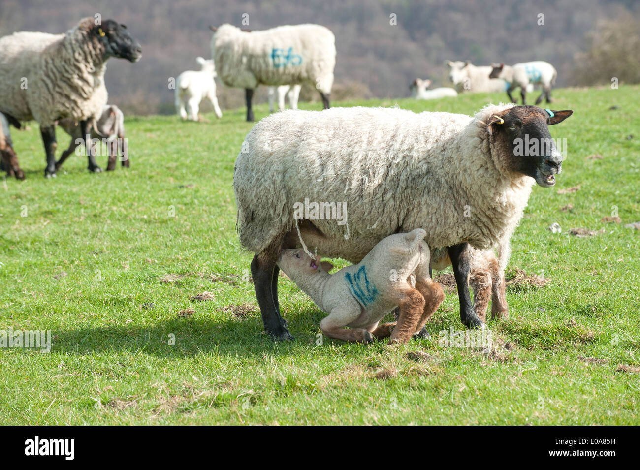 Alimentación de cordero de oveja. Parque Nacional de South Downs, Hampshire UK Foto de stock