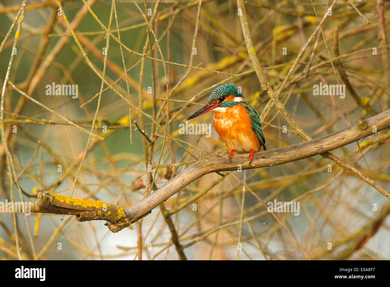 Malaquita martín pescador - Alcedo cristata, el Parque Nacional de Selous, Tanzania Foto de stock