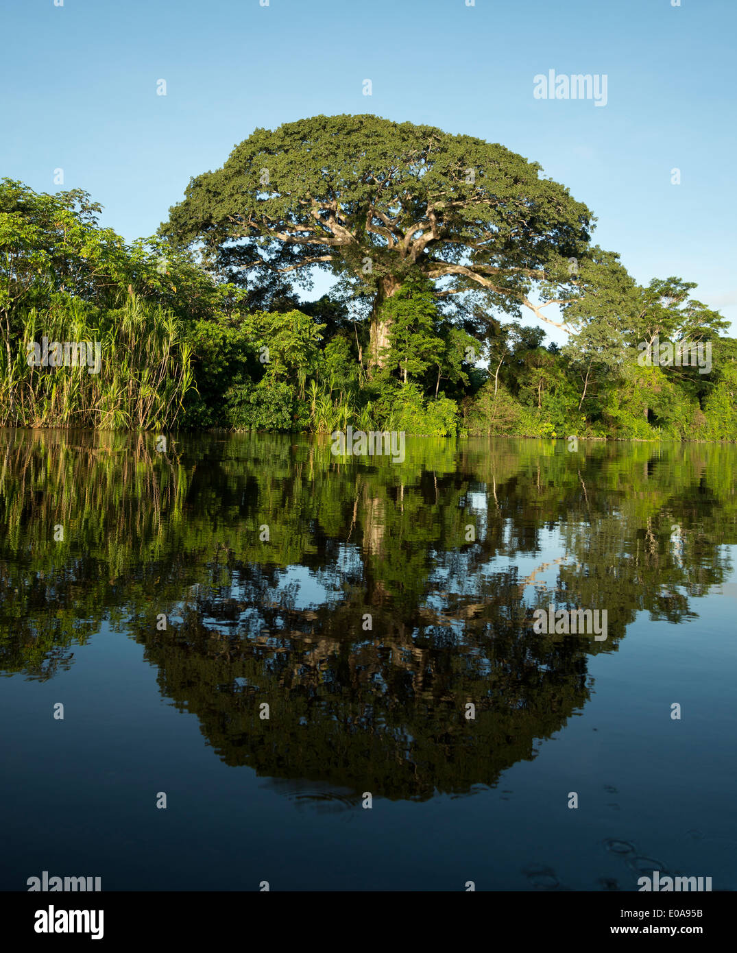 Amazon basin fotografías e imágenes de alta resolución - Alamy